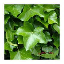 Baumschule Gold - Kletterpflanze Efeu, immergrüner Klassiker für schattige Stellen, 120-150 cm