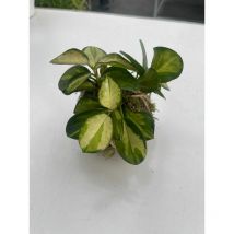 Kokedama Hoya lisa