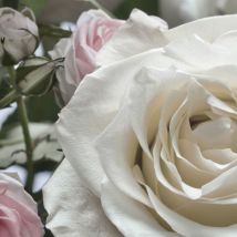 Floraison Photo murale - 368 x 254 cm