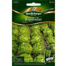 Quedlinburger Kopfsalat Cosima - Premium Gemüsesamen