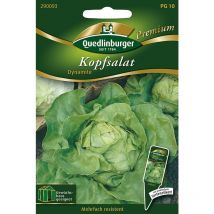 Quedlinburger Kopfsalat Dynamite - Premium Gemüsesamen