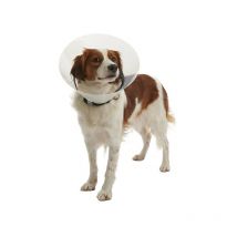 KRUUSE Collar Isabelino Transparente BUSTER CLIC, 40 cm, 1 Ud