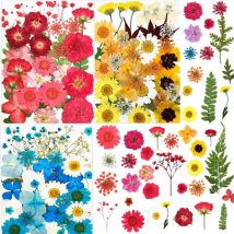 101 morceaux de fleurs séchées naturelles, véritable gaufrage séché naturel-Fei Yu