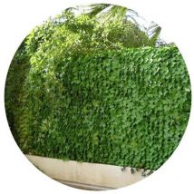 Künstliche Heckenrolle Jet7garden 1,50x3m - weichgrün - Efeublätter