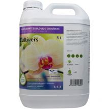 Kultiver kolischer Lychid Orchide 5 l