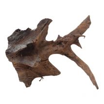 Aquaristikwelt24 - l Mangrovenwurzel Nr.9748 Holz Deko Aquascaping