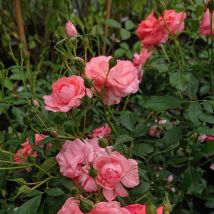 Lachsrosa Beetrose Bad Birnbach Rigo Rose adr im Topf