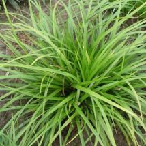 Laîche morrowii Mosten/Lot de 3 godets