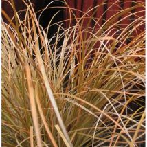 Laîche testacea Prairie Fire/Pot de 3L
