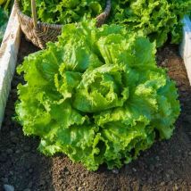 Laitue Batavia Blonde de Paris