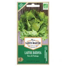 500 graines ab - Laitue Batavia Dorée de printemps - La Ferme Sainte Marthe