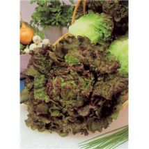 LAITUE BATAVIA ROUGE GRENOBLOISE - 3 G - Graines