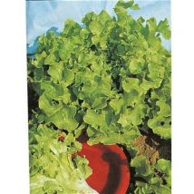 Laitue feuille de chene blonde - 3 g - graines