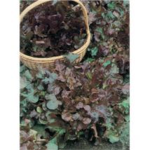 Laitue red salad bowl - 3 g - Américaine rustique