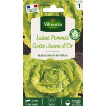 Laitue Pommée Gotte Jaune d'Or