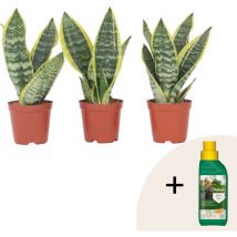 Plant In A Box - Langue de belle-mère - Set de 3 - Sansevieria 'Superba' - H35-40cm - 12cm