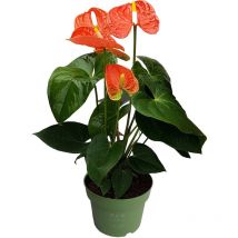 Langue de feu - Anthurium 'Madural Orange' - Hauteur 40-55cm - ø14cm