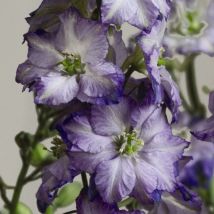 Thompson&morgan - Larkspur Fancy Purple Picotee 1 Seed Packet (130 Seeds)