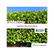 11 x Laurier du Caucase en pot de 7,5 l