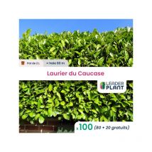 Leaderplant.com - 100 x Laurier du Caucase en pot de 2 l