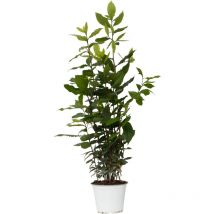 Plant In A Box - Laurier noble - Laurus nobilis - Hauteur 30-40cm - 14cm