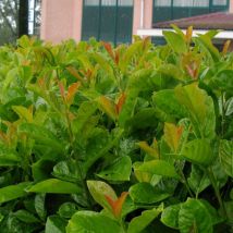 Laurier palme Etna 'Anbri'/Pot de 4L