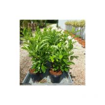 Lauroceraso "Prunus laurocerasus" 24 piante da siepe in vaso da 2 litri h. 70/100 cm