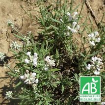 Plantes Avenue - Lavande angustifolia Alba BIO/Lot de 5 godets