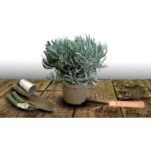 Lavande Ardeche Blue/Pot de 3L