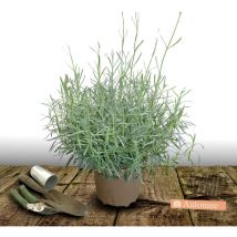 Lavande Dutch Lavander/Pot de 7,5L