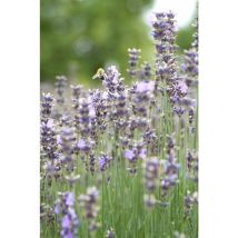 Lavandula angustifolia 'Munstead' 7,5L 40-