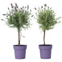 Plant In A Box - Lavande vraie - Set de 2 - Lavandula stoechas 'Anouk' - Hauteur 45-55cm - 15cm