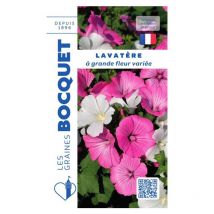 Lavatère à grande fleur varié - 2g