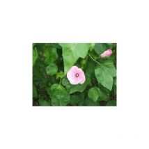 Lavatère à grande fleur rose carmin - 3g