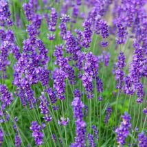 Lavendel – 1300 Samen – Mehrjährig – Duftblüten – Beete & Kübel