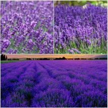 Lavendel Samen 500 Stück – Aromatische Kräuter, Einfache Pflege, Ziehen Von Bienen An