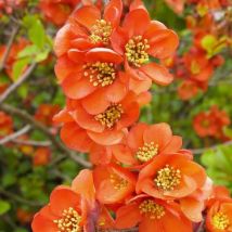 Cognassier du Japon 'Orange Trail' (Chaenomeles Speciosa)