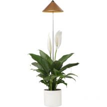 Digebis - Parus by Venso SUNLiTE 7W led Vollspektrum Pflanzenlampe Kupfer, Indoor Plants Pflanzen Beleuchtung, mit ausziehbarem Teleskopstab, Parus