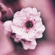 Leinwandbild Rosa DD123257 DD123257