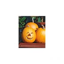 Potiron Jack O Lantern - 5 G - Graines