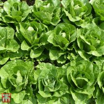 Thompson&morgan - Lettuce Valmaine (Cut and Come Again) 1 Seed Packet
