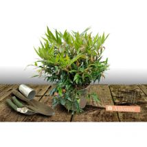Leucothoe Little Flammes /Pot de 3L