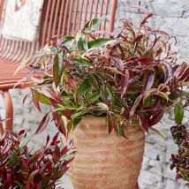 Leucothoe White Wather /Pot de 3L
