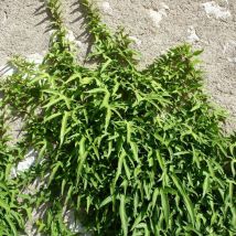 Lierre à patte d'oie Sagittifolia/Godet