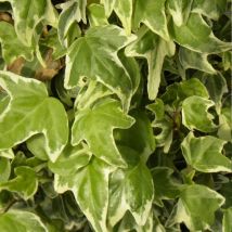 Lierre à patte d'oie Sagittifolia Variegata/Godet