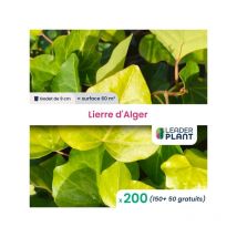 200 x Lierre d'Alger en godet