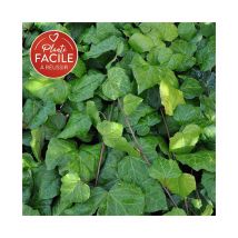 Lierre de Colchide - hedera colchica 3L - 90/120cm