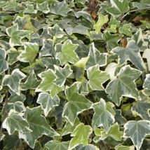 Lierre des bois Glacier/Pot de 3L