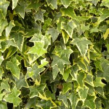 Lierre des bois Goldchild/Godet