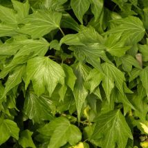 Lierre des bois Ivalace/Pot de 2L